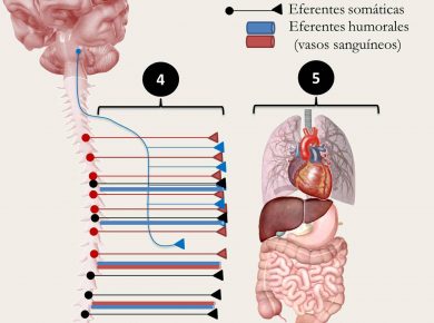 acupuntura